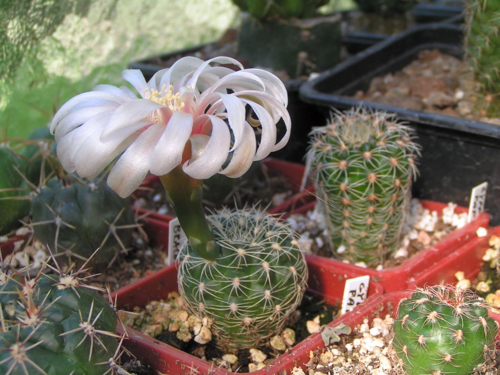 Gymnocalycium papschii VS 16